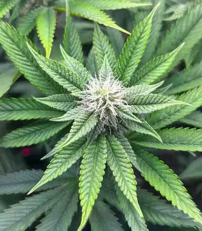 Donutz feminisierte Samen (Humboldt Seed Company)