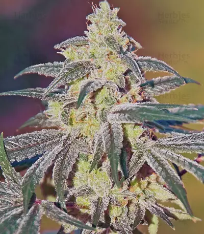 GG#4 Original Glue (Blackskull Seeds) Cannabis-Samen