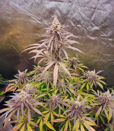 Humboldt Dream feminisierte Samen (Humboldt Seed Company)