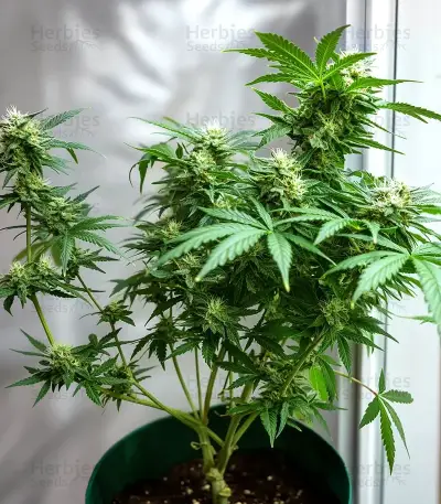 K.C. 48 Auto (K.C. Brains Seeds) Cannabis-Samen