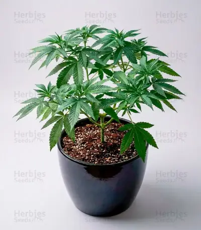 Lemon Orange (GHS)