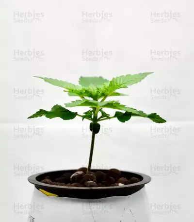 Mimosa Shot feminisierte Samen (Herbies Seeds)