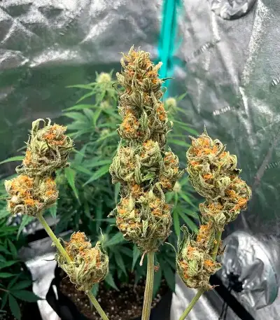 Northern Auto (BlimBurn Seeds) Cannabis-Samen