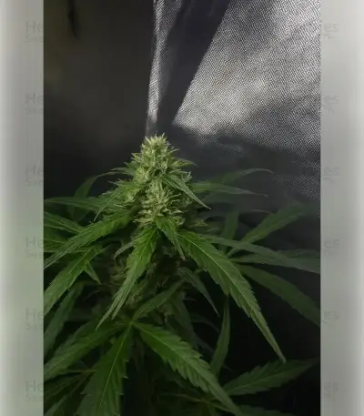 Northern Light (RQS) Cannabis-Samen