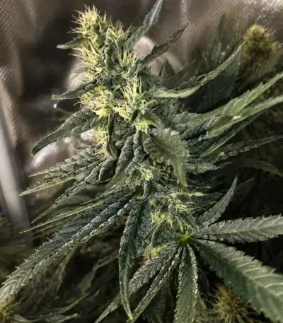 Planet Of The Grapes Auto (Ethos Genetics)