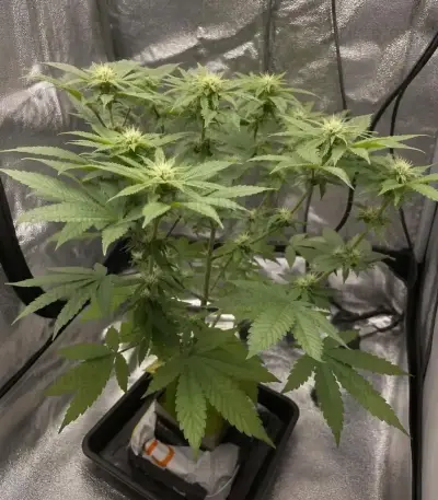 Purple Queen (RQS) Cannabis-Samen