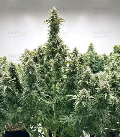 Skunk Haze (Ceres Seeds) Cannabis-Samen