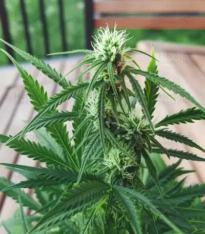 Some Sweet (Medical Seeds) Cannabis-Samen