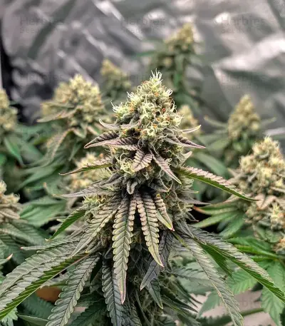 Widow 2004 regular (De Sjamaan Seeds) Cannabis-Samen