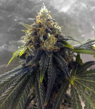 Sugar Breath (Humboldt Seeds Organization) Cannabis-Samen