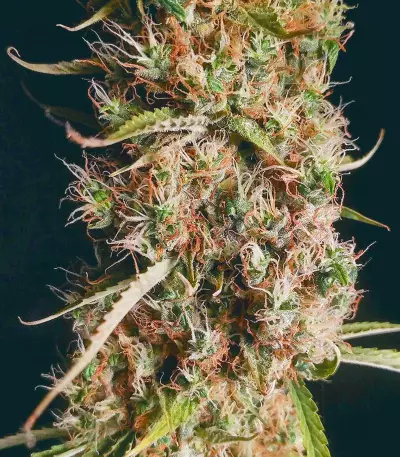 Wedding Glue Auto feminisierte Samen (Seedstockers)