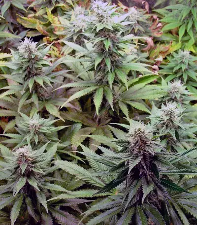 Blueberry cannabis strain
