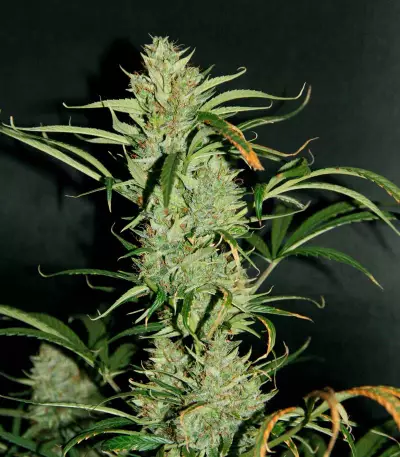 Auto Banana Blaze (Dutch Passion) Cannabis-Samen