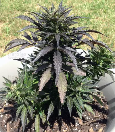 Auto Jack Herer (Advanced Seeds) Cannabis-Samen