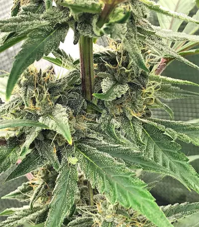 Auto Purple Gorilla (Short Stuff Seeds) Cannabis-Samen