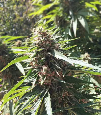 Blue Thunder cannabis strain