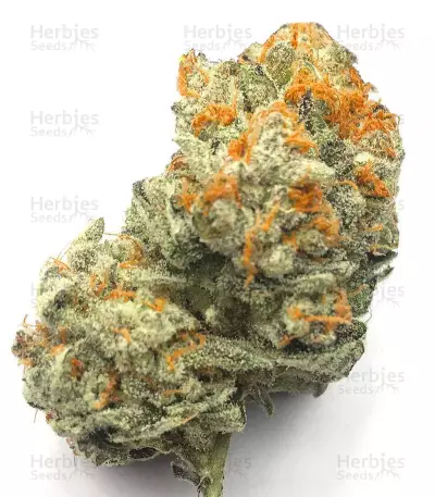 Dogstar Dawg (Big Head Seeds) Cannabis-Samen