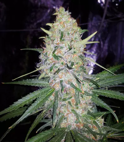 Five-O (Blackskull Seeds) Cannabis-Samen