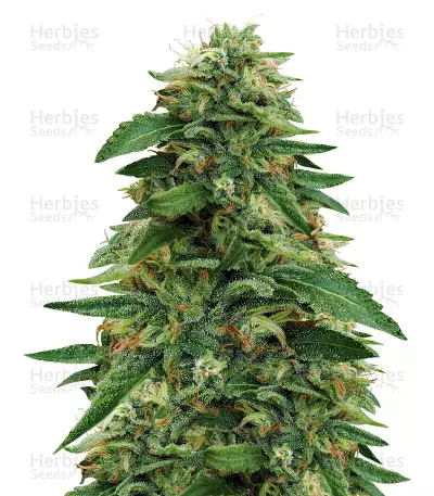 Gorilla (GG#4 Original Glue) (Expert Seeds) Cannabis-Samen