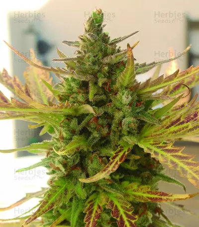 Grizzly Purple Kush (BlimBurn Seeds) Cannabis-Samen