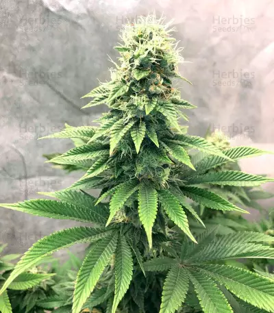 Kali Dog (RQS) Cannabis-Samen