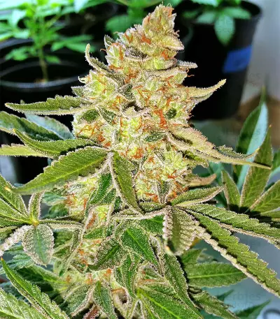 King's Banner regular (Dark Horse Genetics) Cannabis-Samen