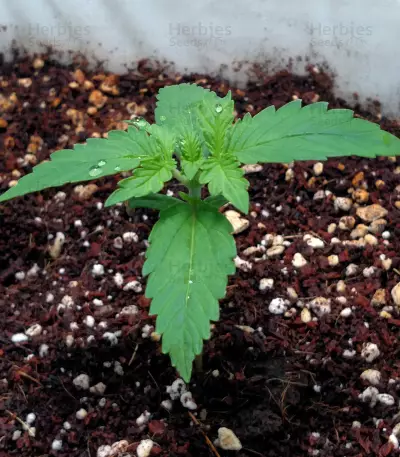 Lemon AK Auto feminisierte Samen (Fast Buds)