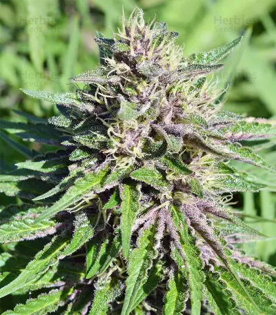 Malawi x PCK (Ace Seeds) Cannabis-Samen
