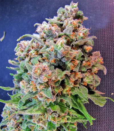 Mind Can'trol (Dr. Krippling Seeds) Cannabis-Samen