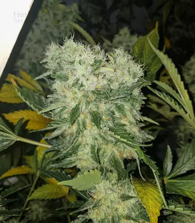 NYC Diesel (Zambeza Seeds) Cannabis-Samen