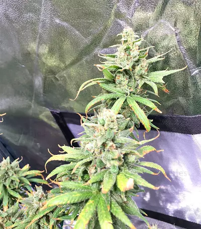 Pakistan Chitral Kush Standard (Ace Seeds) Cannabis-Samen