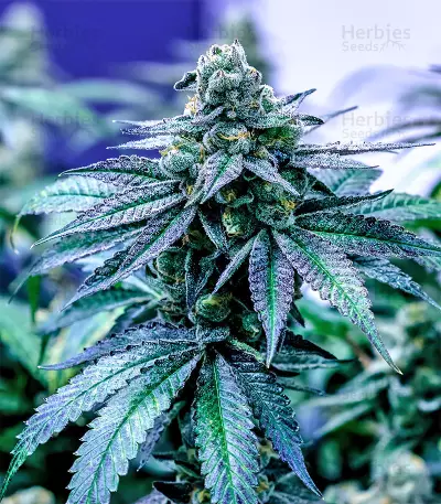 Panama D.C. Regular (CannaBioGen) Cannabis-Samen
