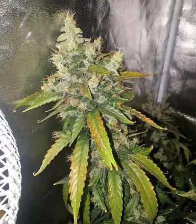 Super Skunk (Seedstockers) Cannabis-Samen