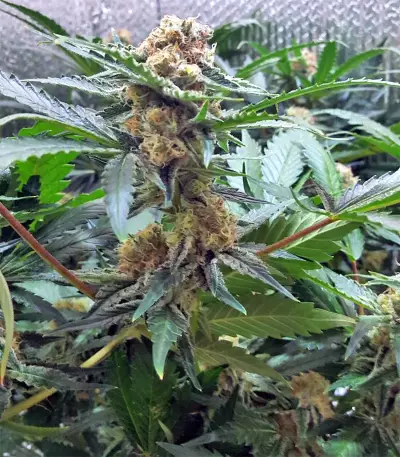 White Critical (White Widow +) (Original Sensible Seeds) Cannabis-Samen