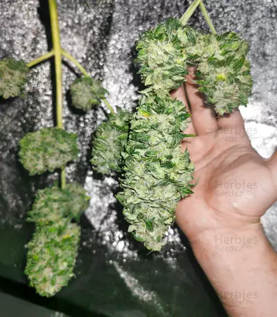 Auto #1 (Auto Seeds) Cannabis-Samen