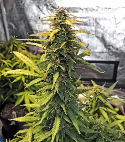 Bruce Banner Auto (Cali Buds Seeds) Cannabis-Samen