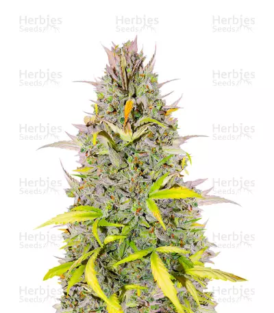Crystal WW Autoflower feminisierte Samen (EGS)