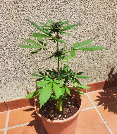 Dark Lemonade Auto feminisierte Samen (Delicious Seeds)
