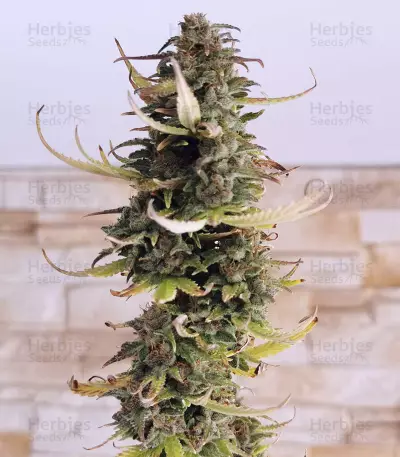 Girl Scout Cookies Autoflower (Seedstockers) Cannabis-Samen