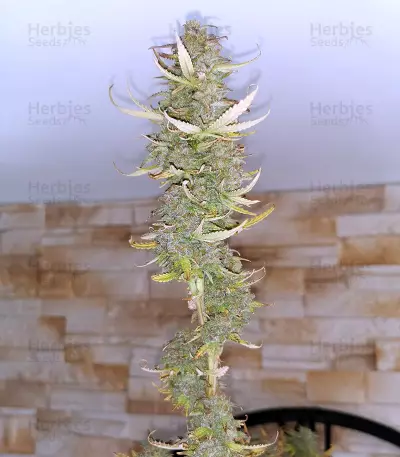 Girl Scout Cookies Autoflower (Seedstockers) Cannabis-Samen