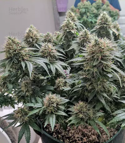 Kalashnikova (GHS) Cannabis-Samen