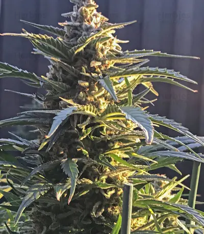 King’s Kush Auto CBD (GHS) Cannabis-Samen