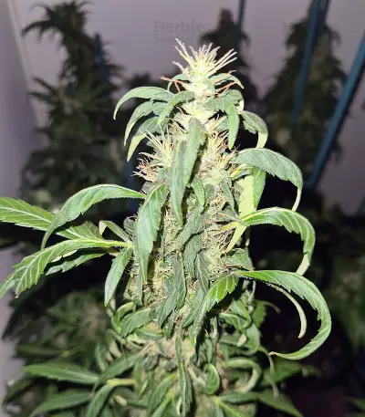 Mango Crunch regular (RQS) Cannabis-Samen