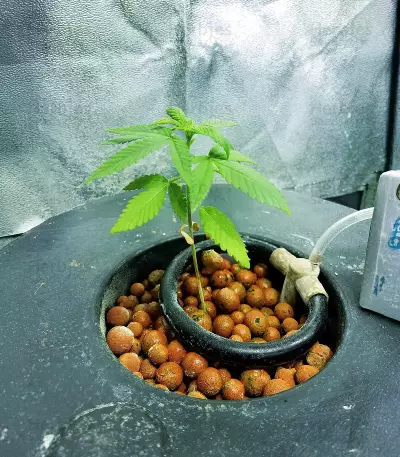 Original Glue (Nirvana Seeds) Cannabis-Samen
