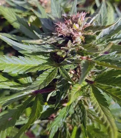 Pumpkin Kush regular (RQS) Cannabis-Samen