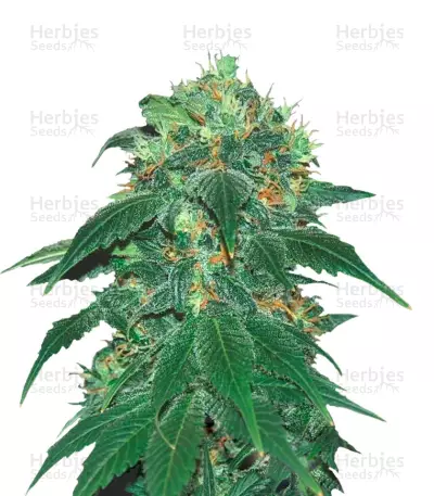 Punky Lion (Samsara Seeds) Cannabis-Samen
