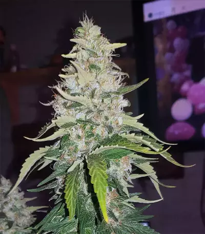 Acapulco Gold feminisiertes Saatgut (Barney's Farm)