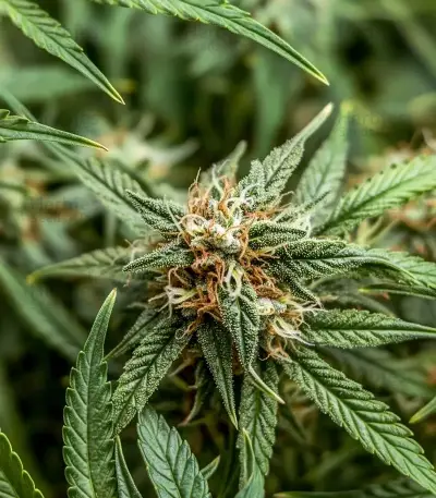 Blueberry Auto (Zambeza Seeds) Cannabis-Samen