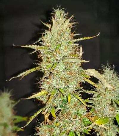 Brain's Escape (K.C. Brains Seeds) Cannabis-Samen