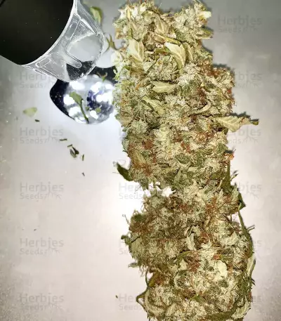 Buddha Haze Automatic (Big Buddha Seeds) Cannabis-Samen